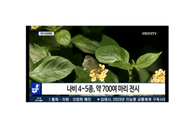 대전시곤충생태관, 나비 특별기획전 개최